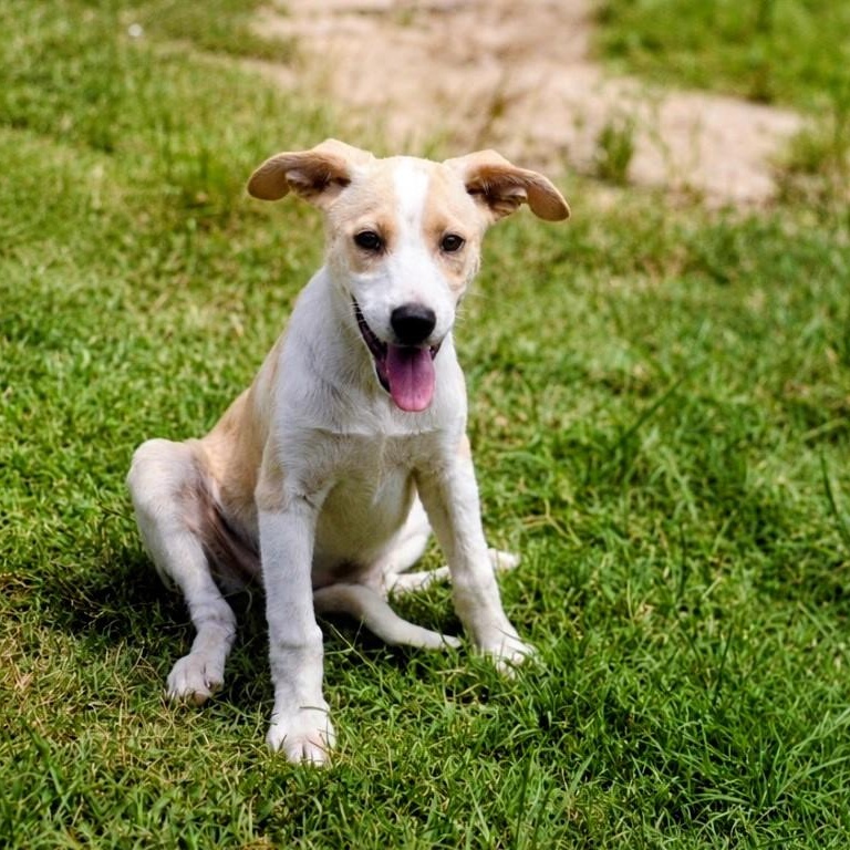Lucy, adoptable, Puppy Female Labrador Retriever.
