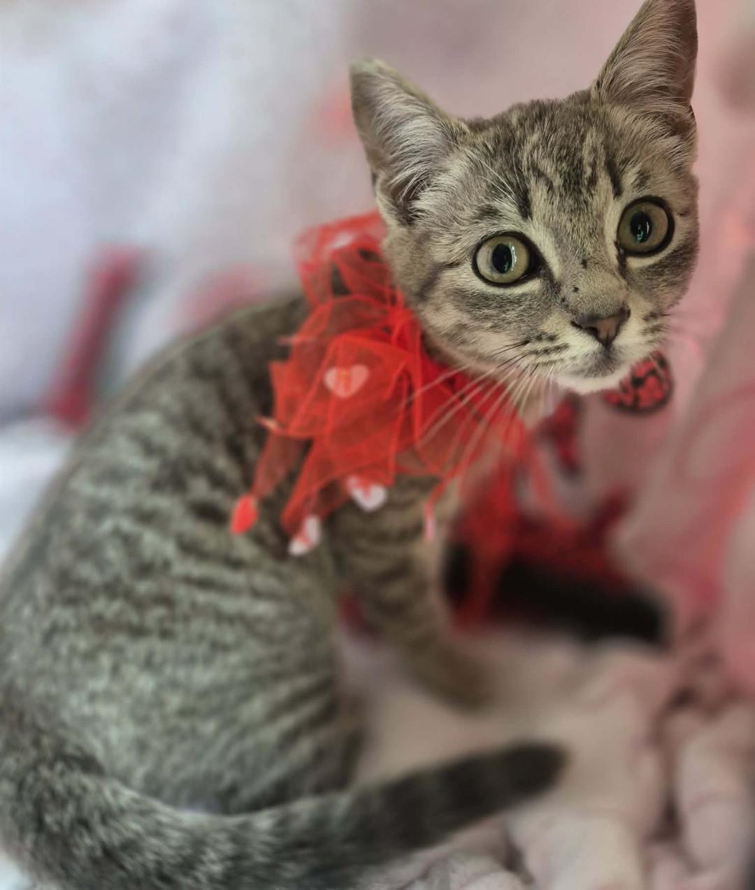 Petula, a ADOPTABLE mixed breed in Ocean Springs, MS image 5/6