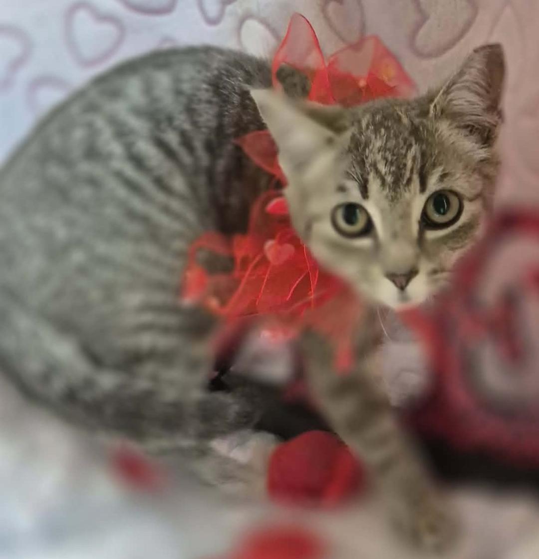 Petula, a ADOPTABLE mixed breed in Ocean Springs, MS image 6/6