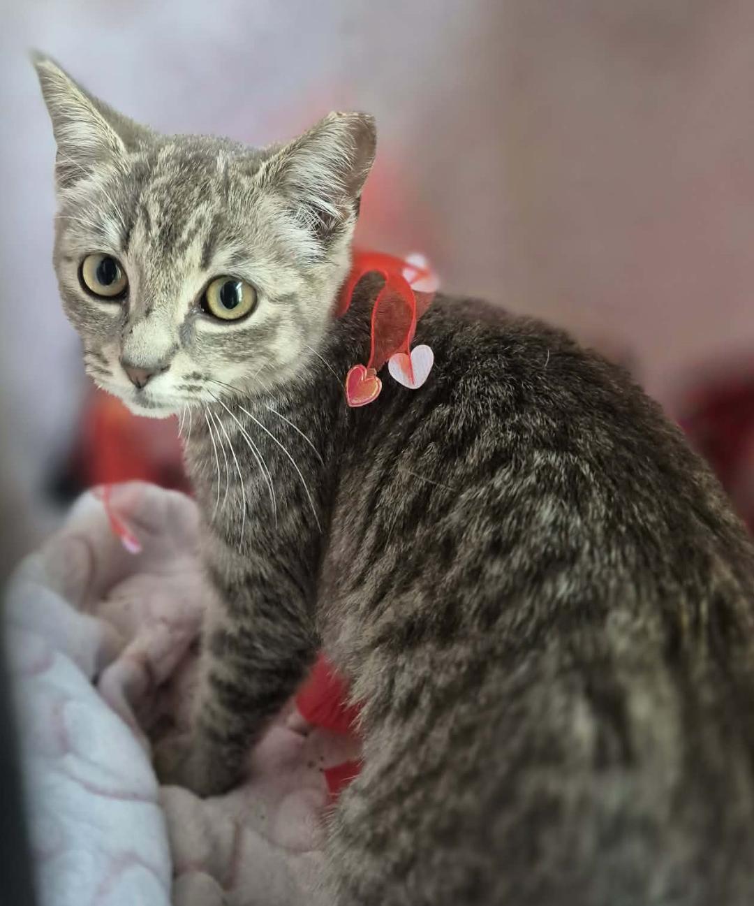 Petula, a ADOPTABLE mixed breed in Ocean Springs, MS image 3/6