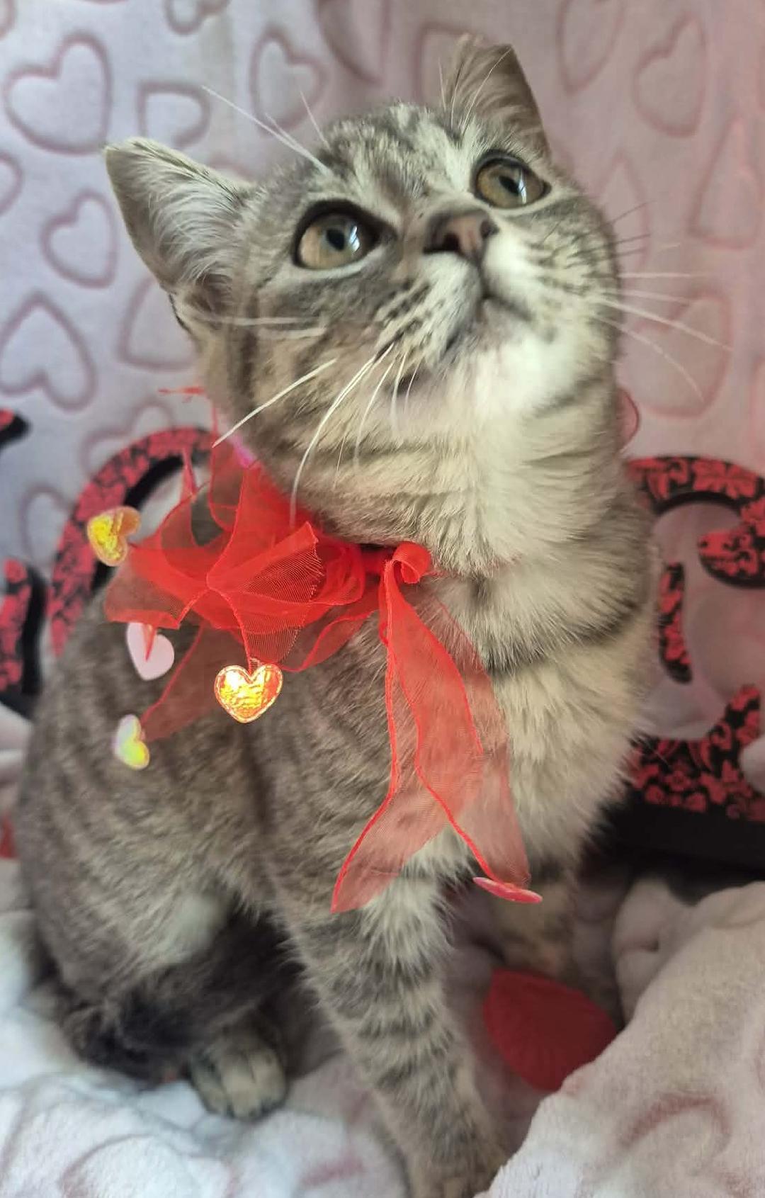 Petula, a ADOPTABLE mixed breed in Ocean Springs, MS image 2/6