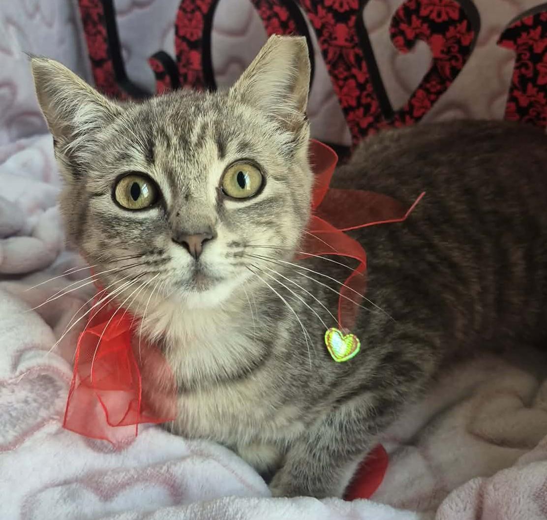 Petula, ADOPTABLE, Kitten Female Domestic Short Hair & Tabby.