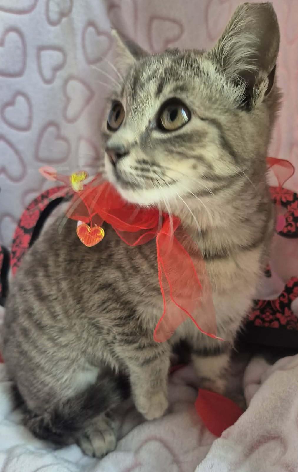 Petula, a ADOPTABLE mixed breed in Ocean Springs, MS image 4/6