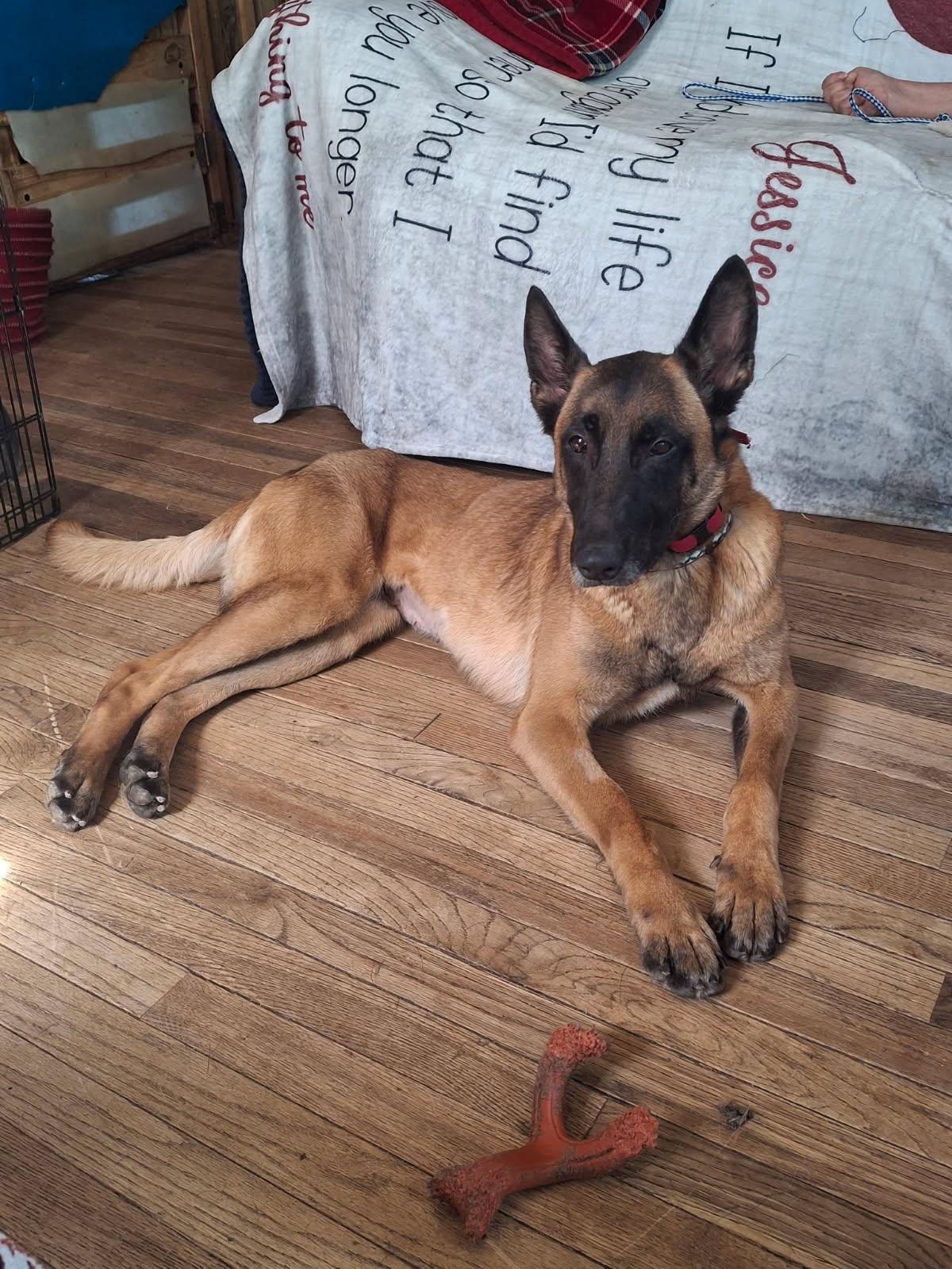 Enlarge Brunna, a Adoptable Belgian Shepherd / Malinois in Oregon, IL image 4/5
