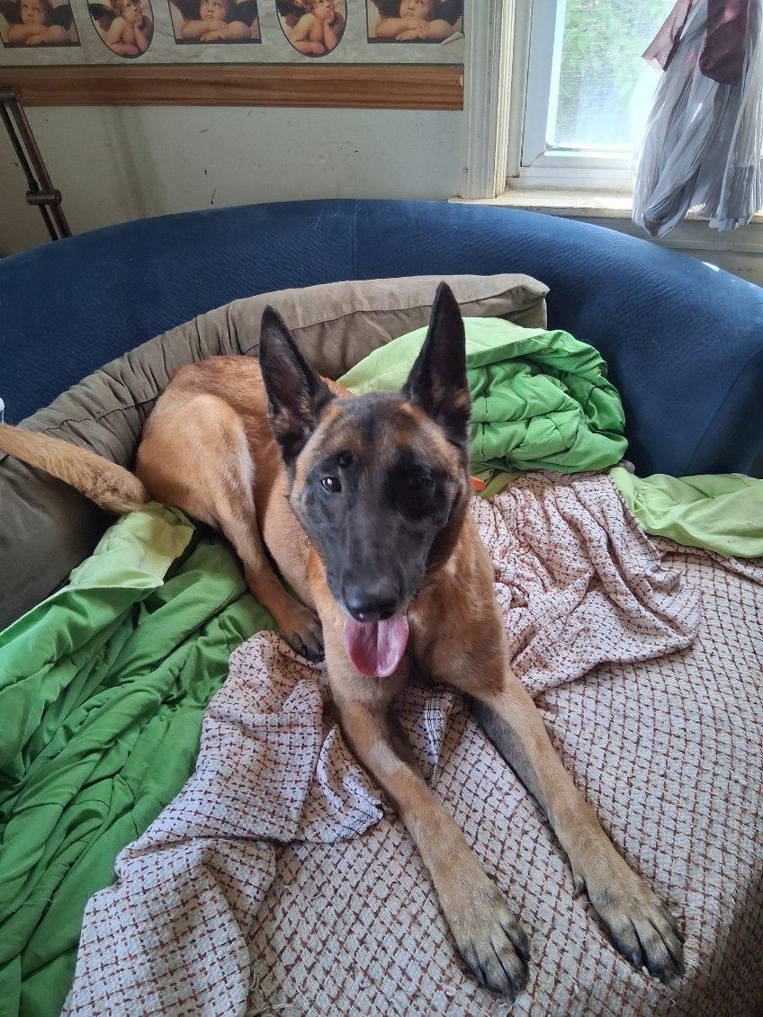 Enlarge Brunna, a Adoptable Belgian Shepherd / Malinois in Oregon, IL image 5/5