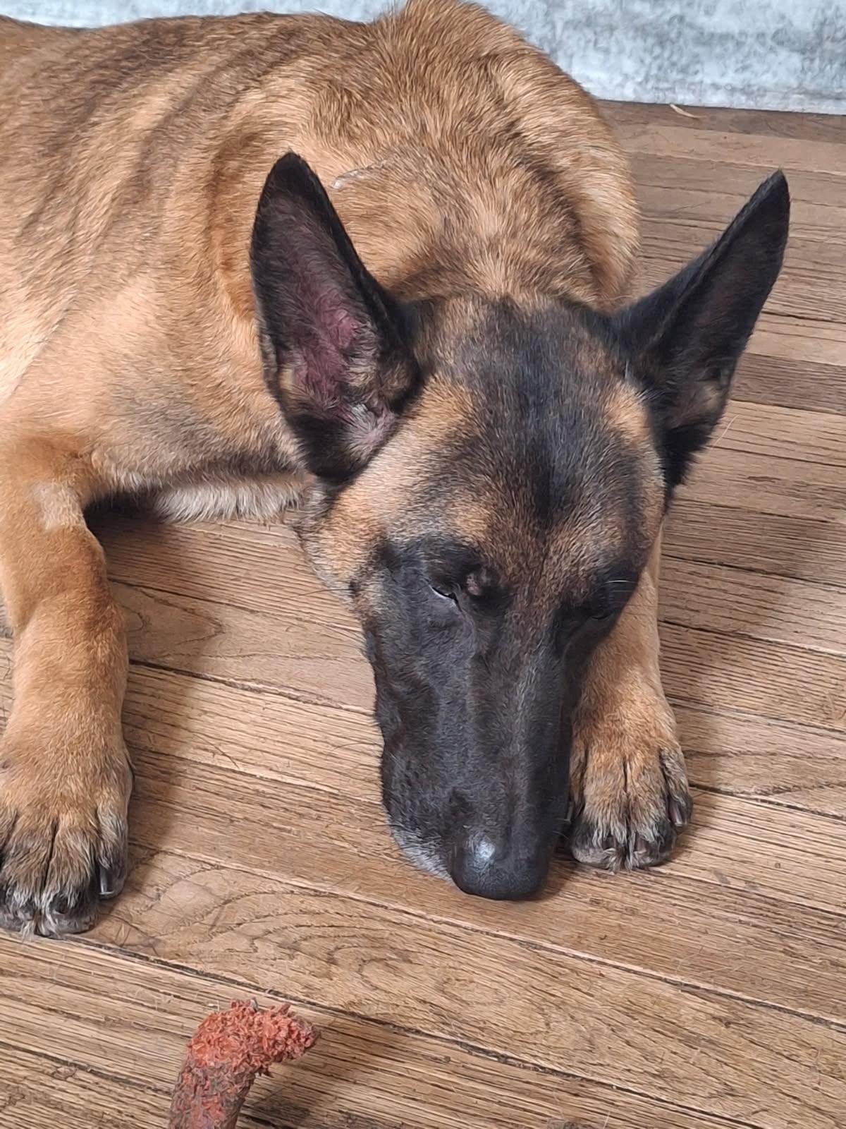 Enlarge Brunna, a Adoptable Belgian Shepherd / Malinois in Oregon, IL image 3/5