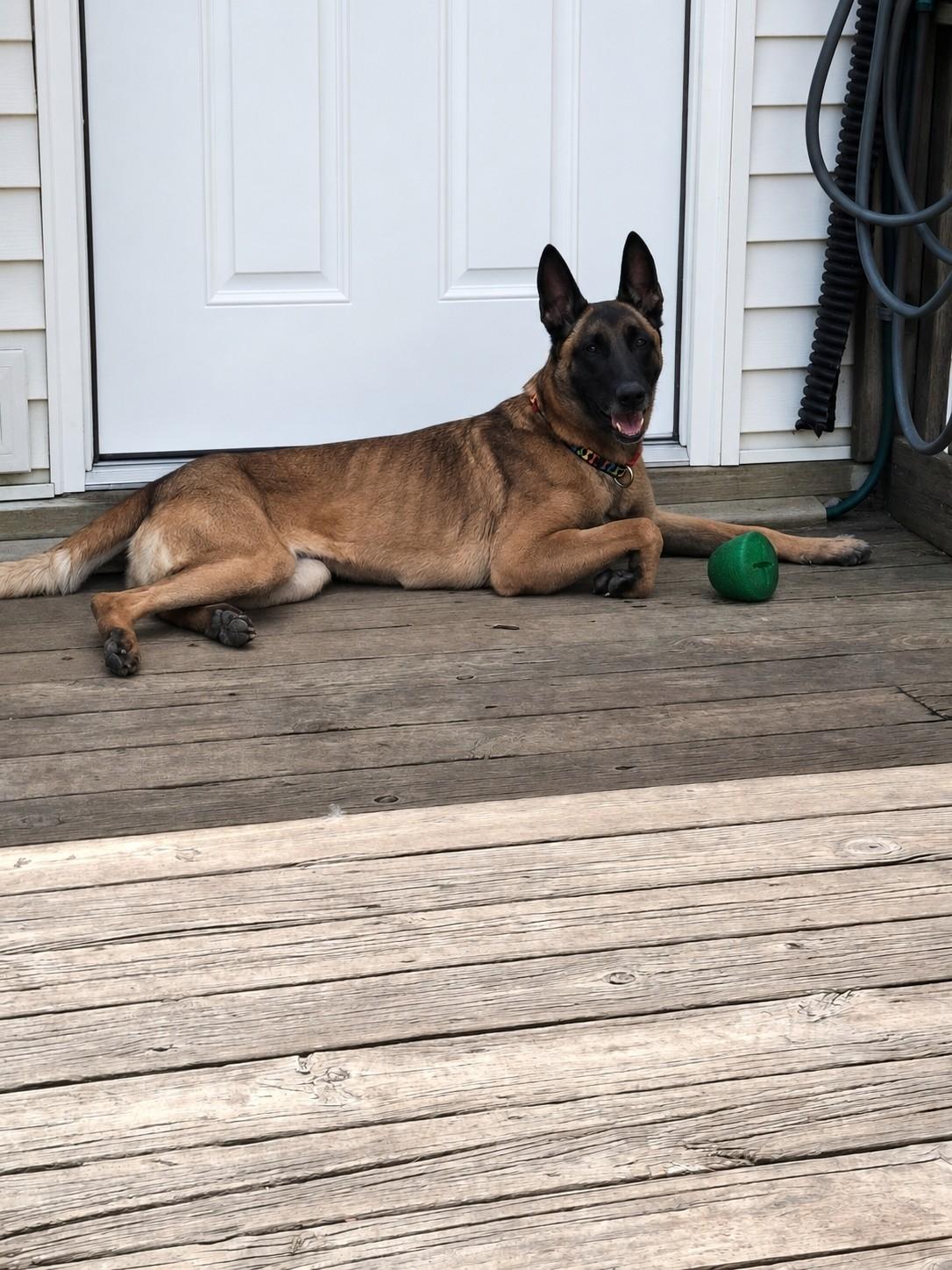 Brunna, Adoptable, Adult Female Belgian Shepherd / Malinois.