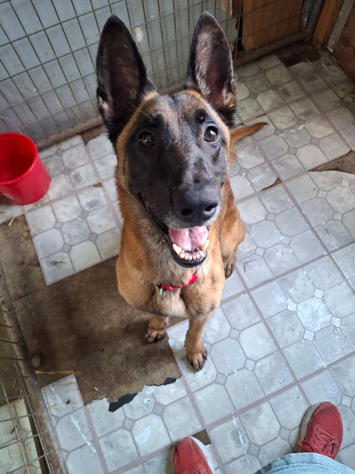 Enlarge Brunna, a Adoptable Belgian Shepherd / Malinois in Oregon, IL image 2/5