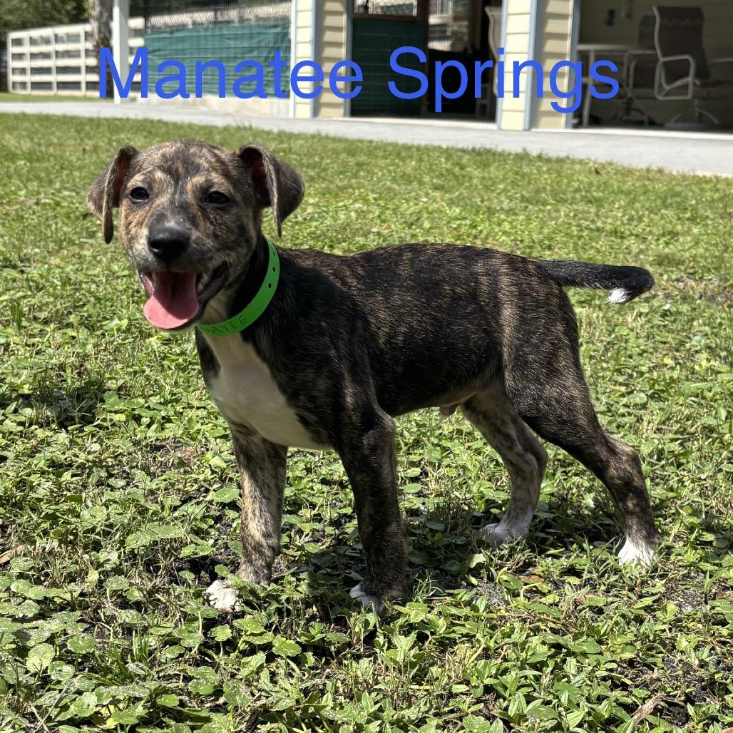 MANATEE Springs, Adoptable, Puppy Male Chihuahua.