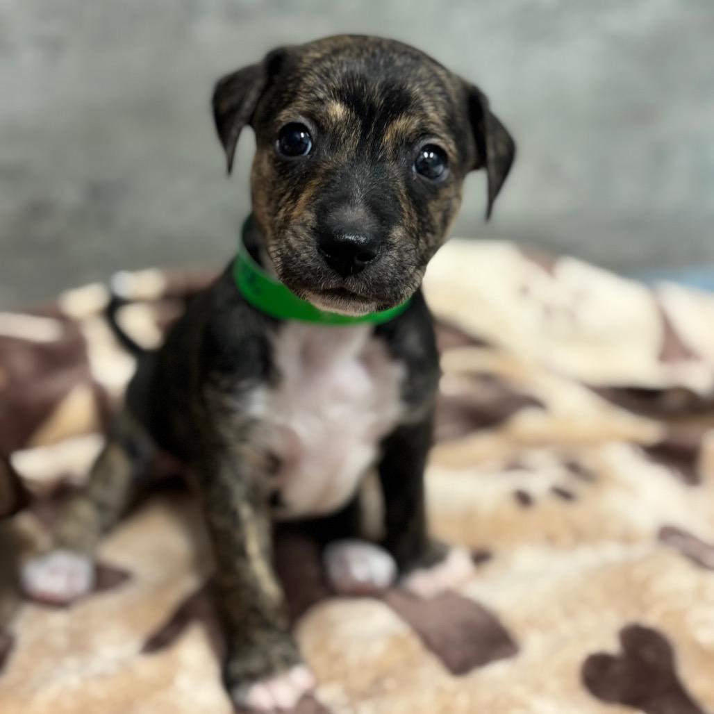 Enlarge MANATEE Springs, a Adoptable Chihuahua in Wellington, FL image 2/3