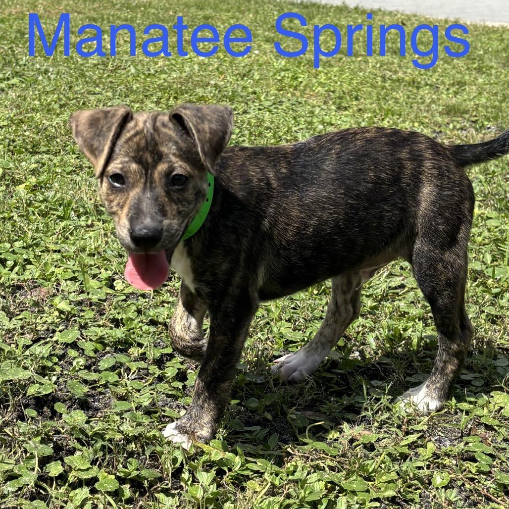 Enlarge MANATEE Springs, a Adoptable Chihuahua in Wellington, FL image 3/3