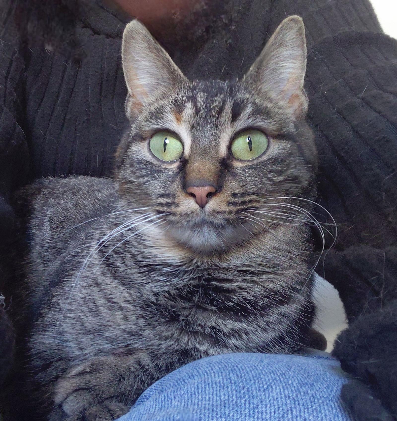 Reba, Adoptable, Adult Female Domestic Short Hair.