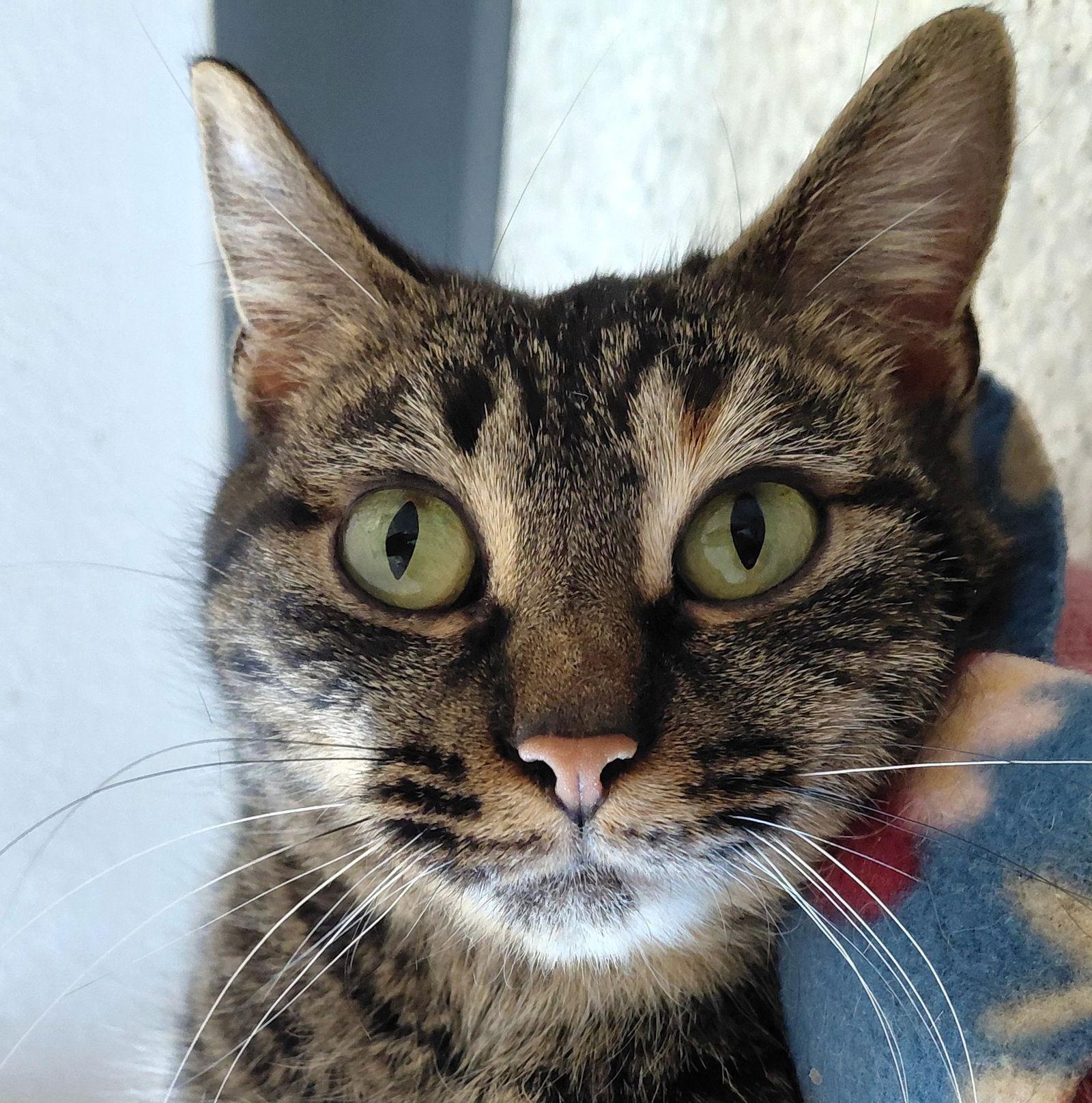 Enlarge Reba @ The Cat's Brew, a Adoptable Domestic Short Hair in Montello, WI image 2/3