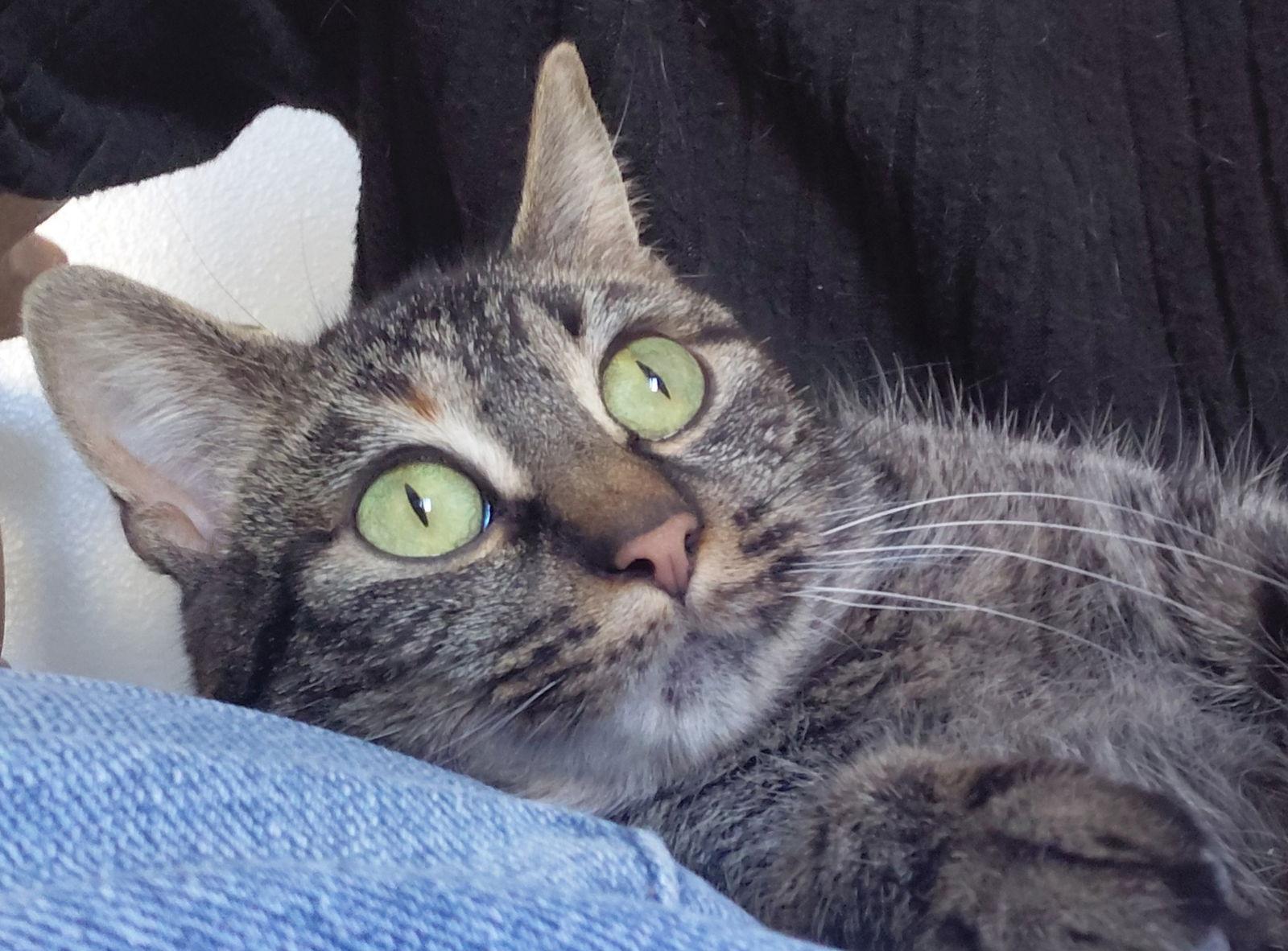 Enlarge Reba @ The Cat's Brew, a Adoptable Domestic Short Hair in Montello, WI image 3/3