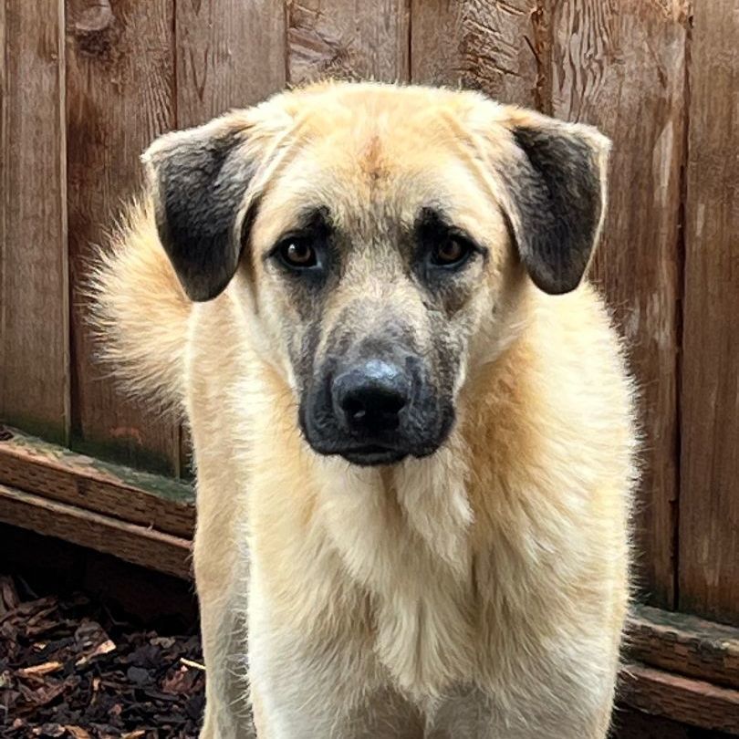 Austin, a Adoptable mixed breed in Sequim, WA image 2/3