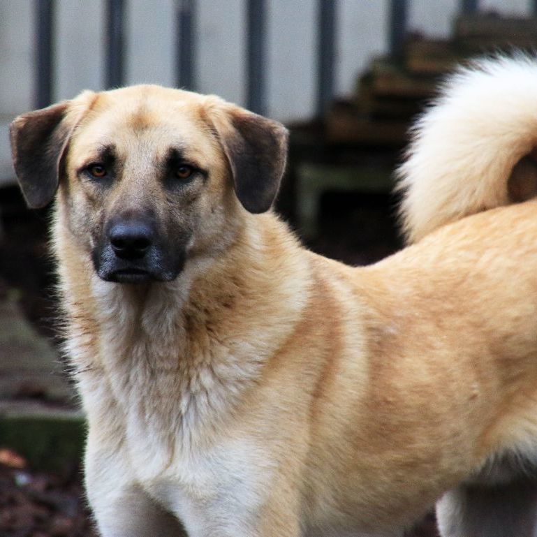 Austin, a Adoptable mixed breed in Sequim, WA image 3/3