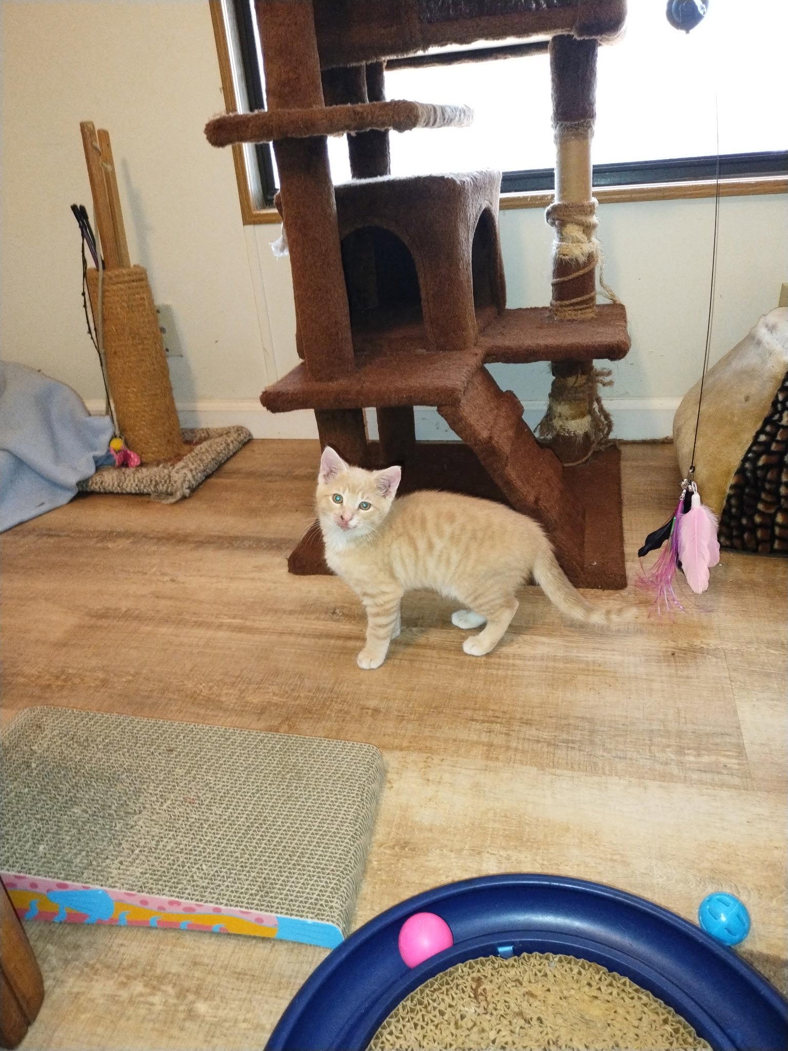 Ceylon Cinnamon, a Adopted mixed breed in Ocala, FL image 1/3