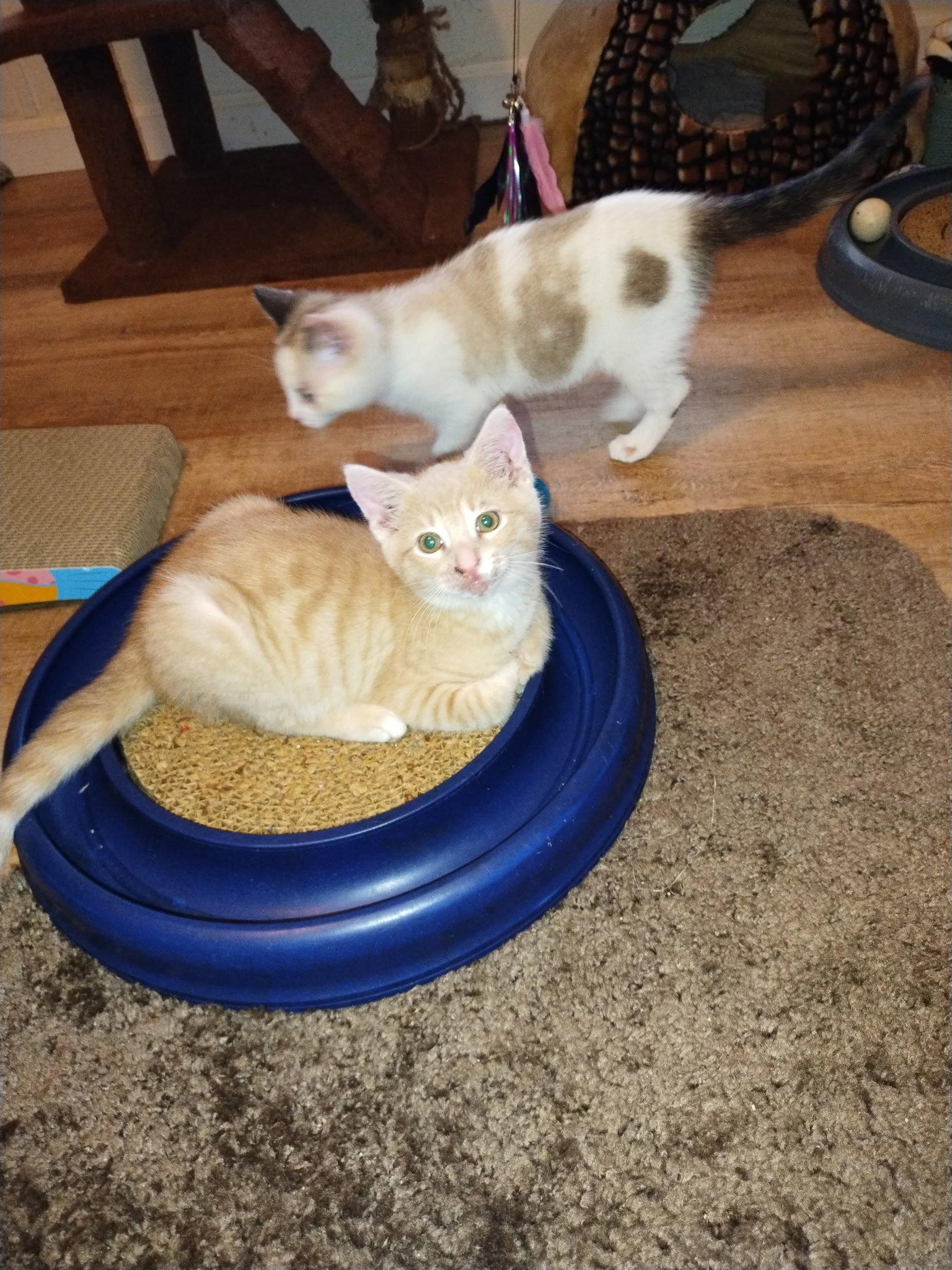 Ceylon Cinnamon, a Adopted mixed breed in Ocala, FL image 2/3