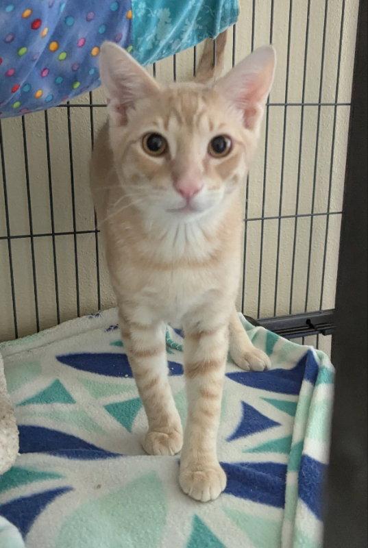 Ceylon Cinnamon, a Adopted mixed breed in Ocala, FL image 3/3