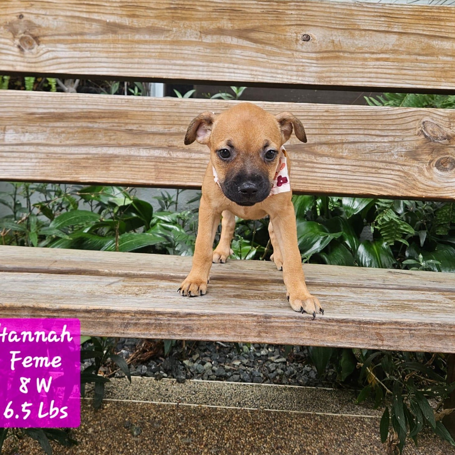 Enlarge HANNAH BANANA (OUT OF TOWN), an adopted mixed breed in New York, NY image 1/2
