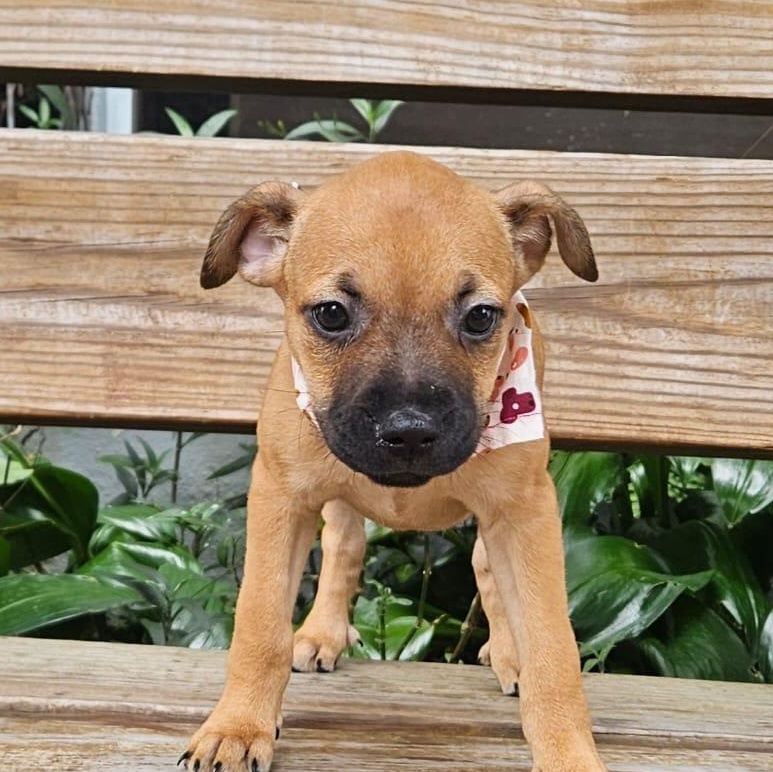 Enlarge HANNAH BANANA (OUT OF TOWN), an adopted mixed breed in New York, NY image 2/2