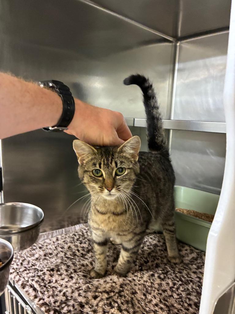 Mango, Adopted, Young Female Domestic Short Hair.