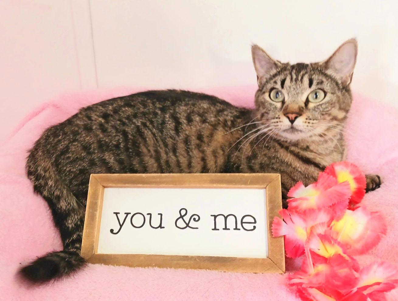 Willow Elizabeth Vandermeer, ADOPTABLE, Adult Female Bengal & Tabby.