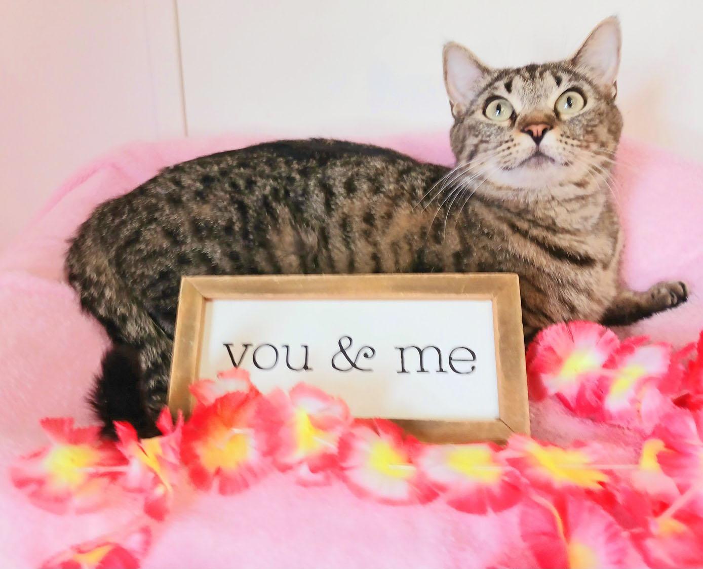 Enlarge Willow Elizabeth Vandermeer, an adopted mixed breed in Mesa, AZ image 2/3