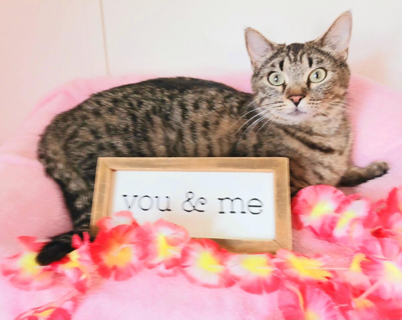 Enlarge Willow Elizabeth Vandermeer, an adopted mixed breed in Mesa, AZ image 3/3