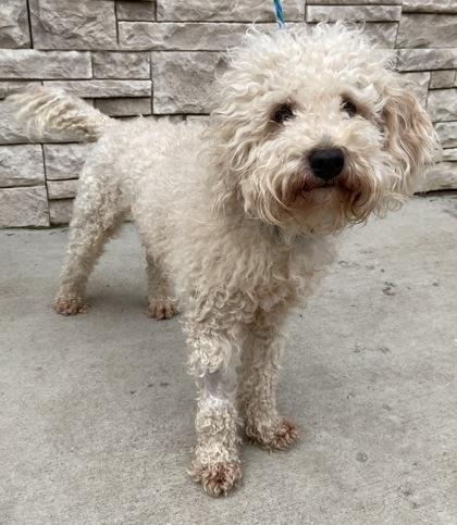 Enlarge Benny, an adopted mixed breed in Tinley Park, IL image 1/1