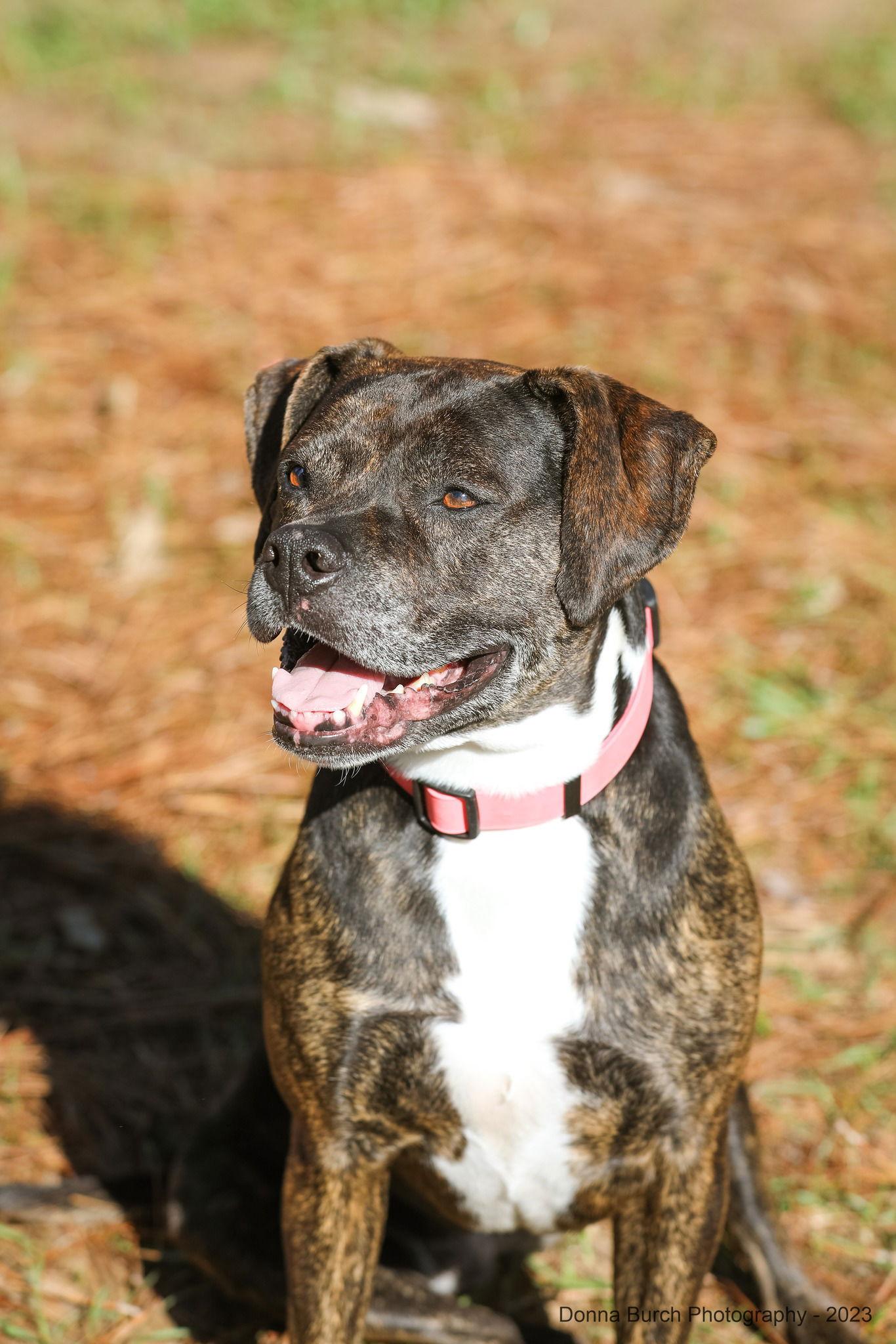 Enlarge Eve, a Adoptable Mixed Breed in Gainesville, FL image 3/3