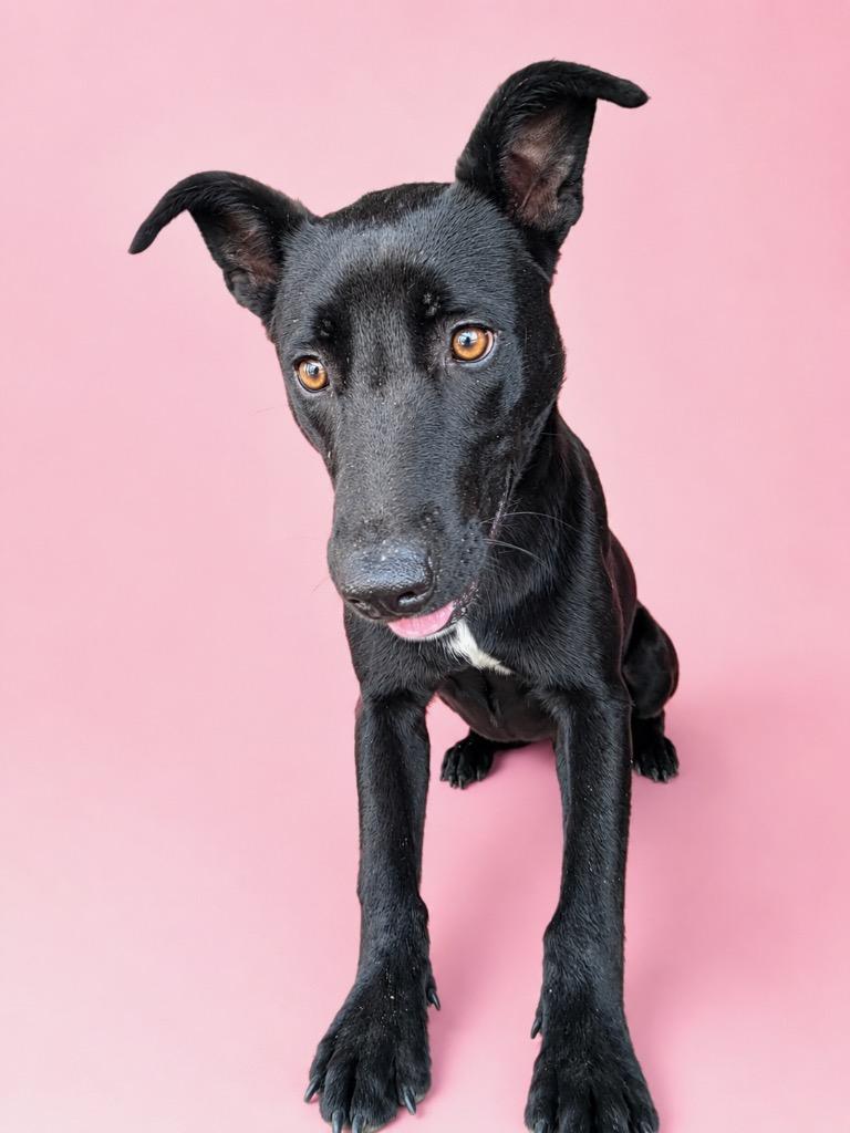 Black Dog, Adopted, Puppy Female Shepherd.
