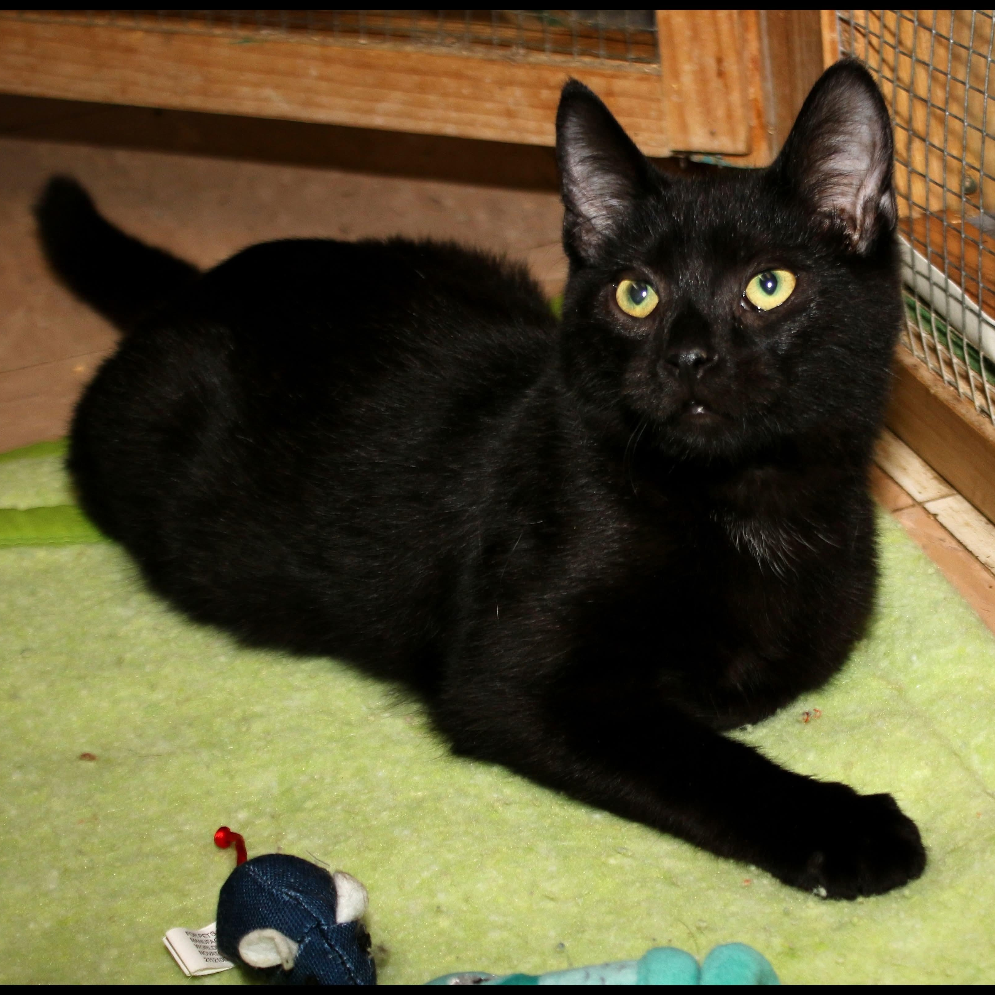 Enlarge Wednesday, a Adoptable Domestic Short Hair in Shippenville, PA image 1/1