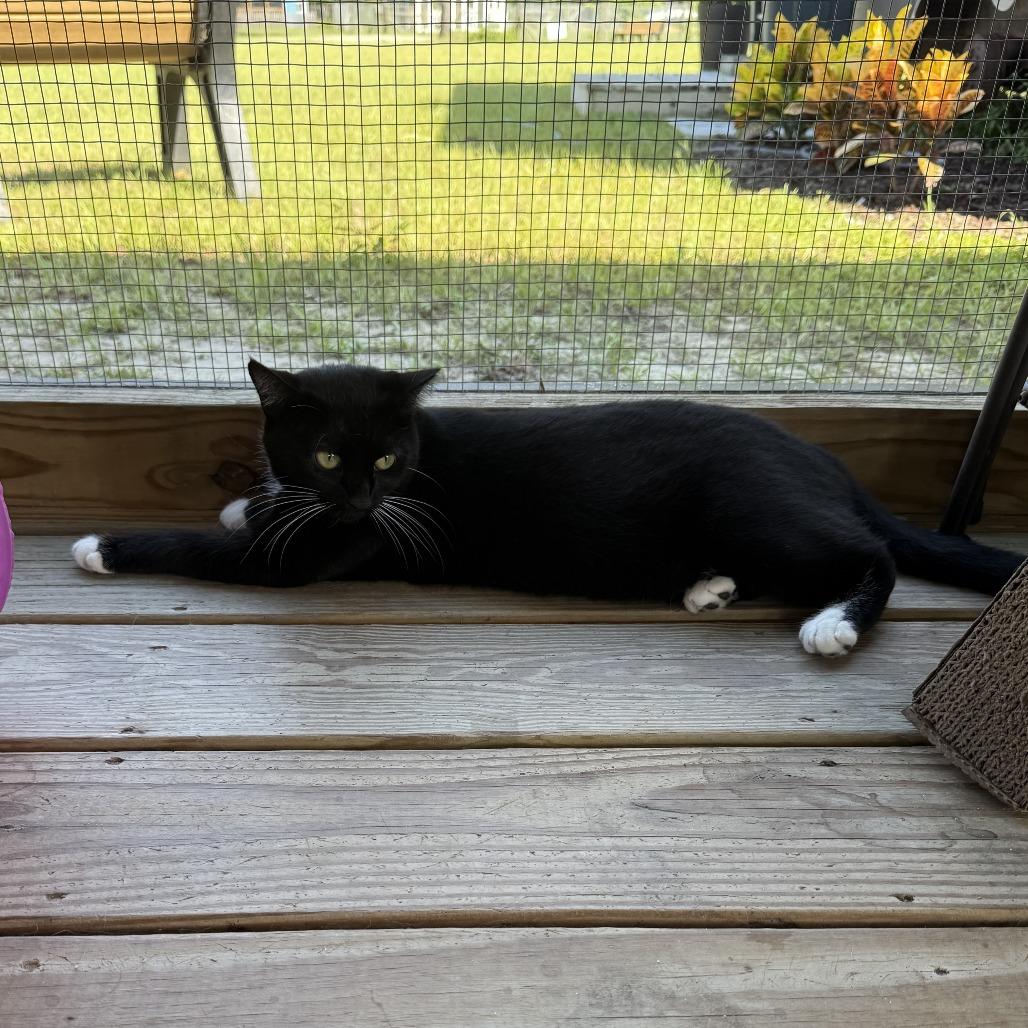 Bruschetta, Adoptable, Adult Female Domestic Short Hair.