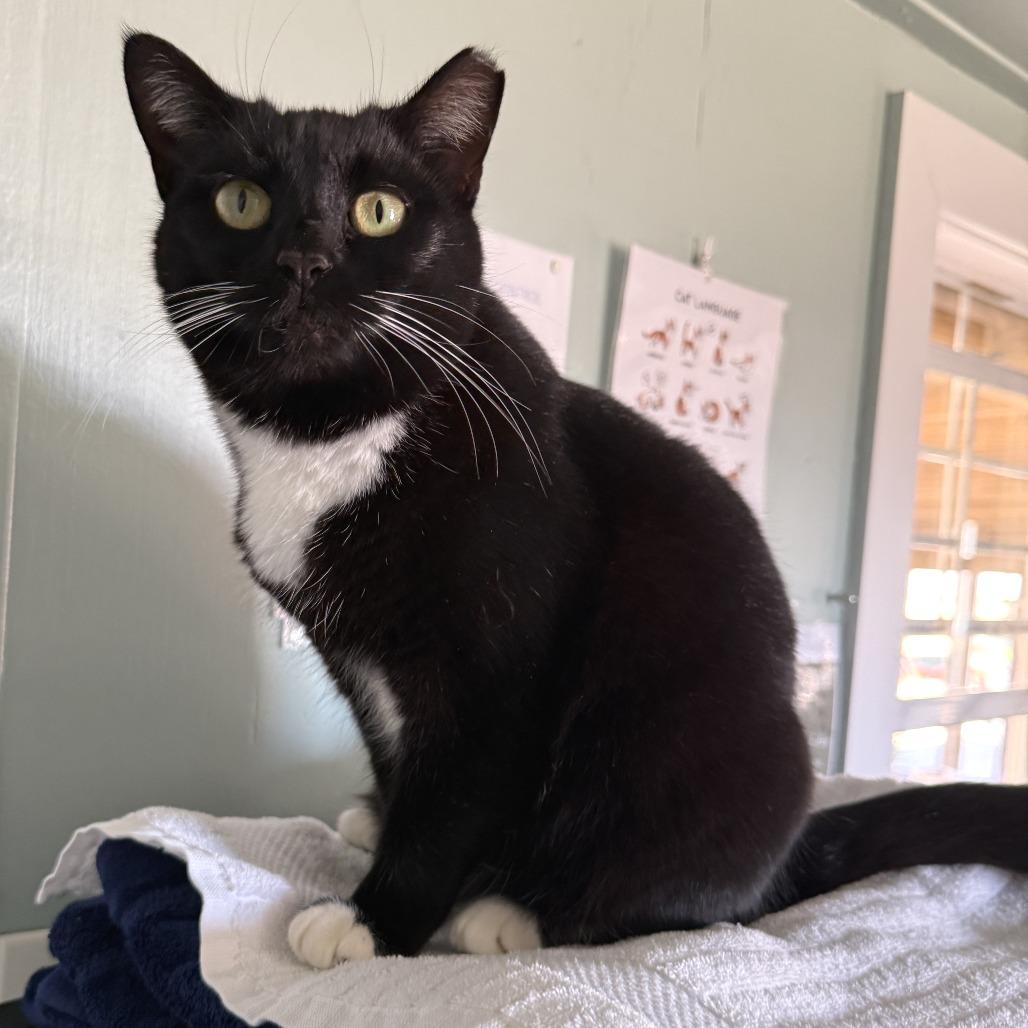 Enlarge Bruschetta, a Adoptable Domestic Short Hair in Freeport, FL image 2/6