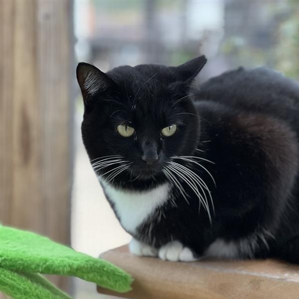 Enlarge Bruschetta, a Adoptable Domestic Short Hair in Freeport, FL image 3/6