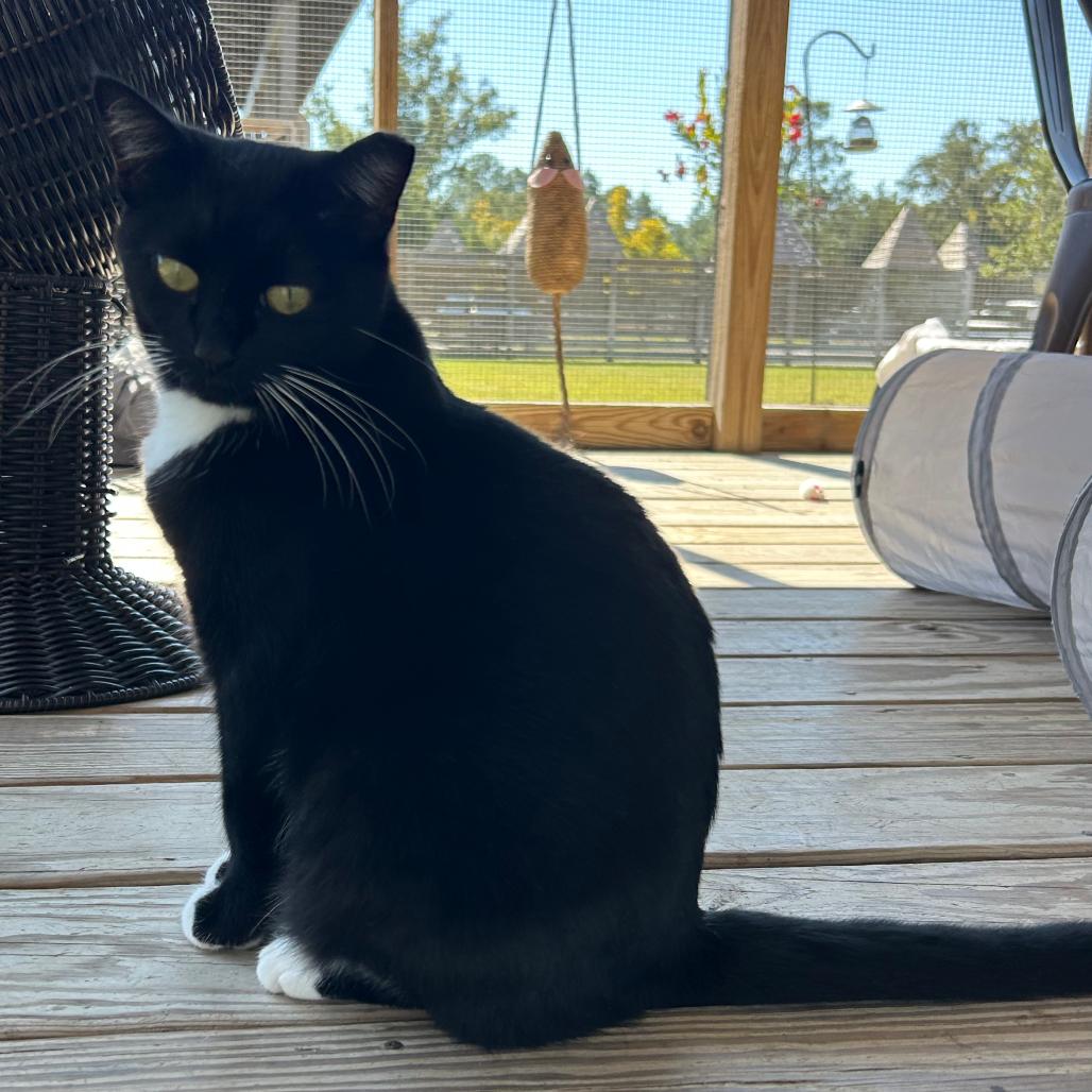 Enlarge Bruschetta, a Adoptable Domestic Short Hair in Freeport, FL image 3/6