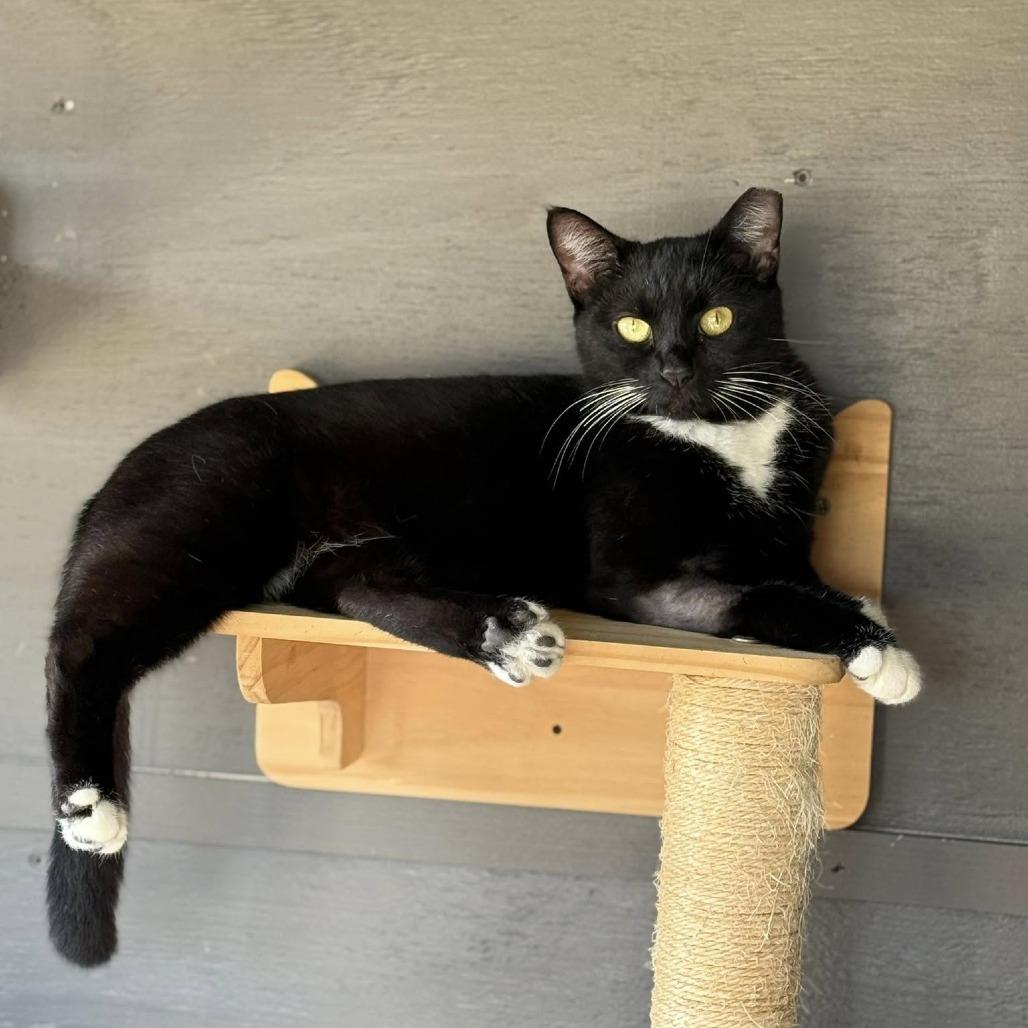 Enlarge Bruschetta, a Adoptable Domestic Short Hair in Freeport, FL image 4/6