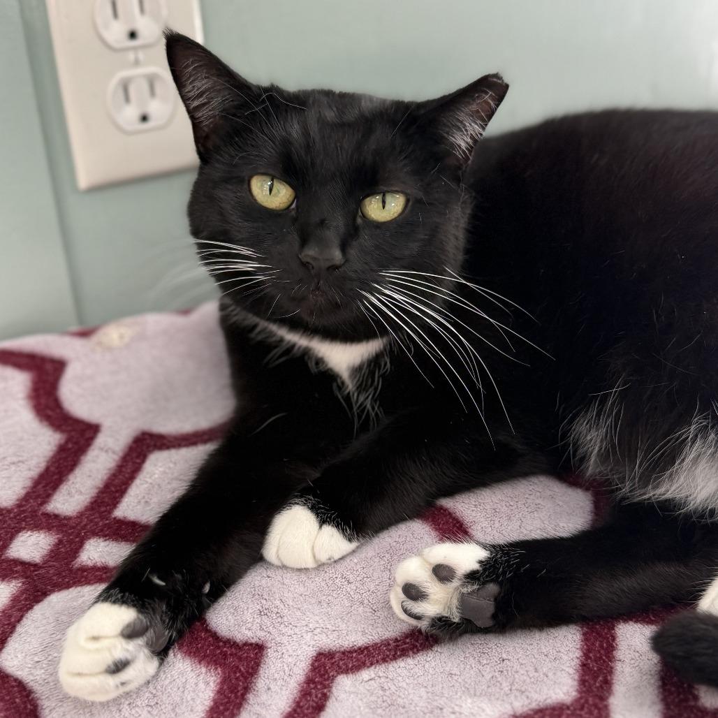 Enlarge Bruschetta, a Adoptable Domestic Short Hair in Freeport, FL image 6/6