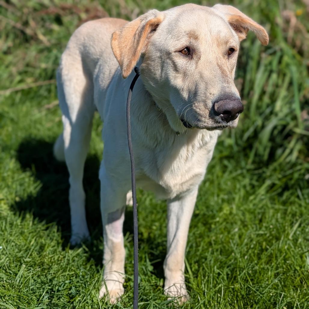 Enlarge Spirit, a Adoptable mixed breed in East Smithfield , PA image 1/6