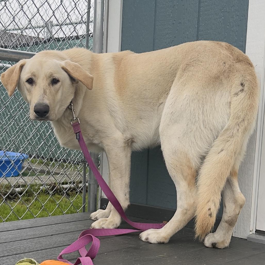 Enlarge Spirit, a Adoptable mixed breed in East Smithfield , PA image 2/6