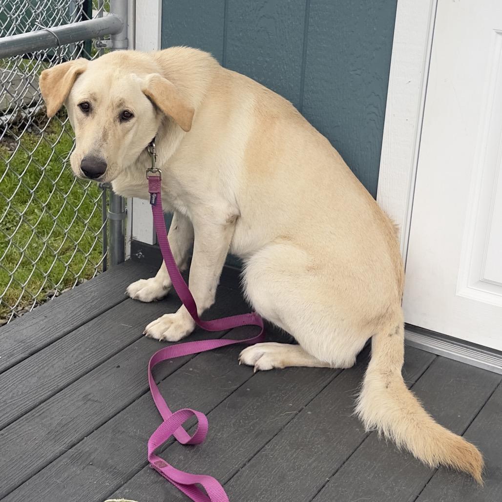 Enlarge Spirit, a Adoptable mixed breed in East Smithfield , PA image 3/6