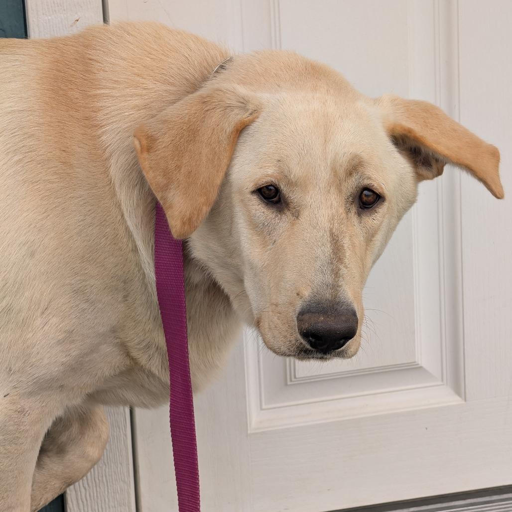 Enlarge Spirit, a Adoptable mixed breed in East Smithfield , PA image 4/6