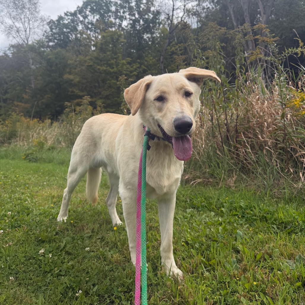 Enlarge Spirit, a Adoptable mixed breed in East Smithfield , PA image 5/6