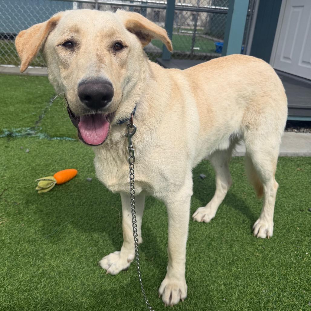 Enlarge Spirit, a Adoptable mixed breed in East Smithfield , PA image 6/6