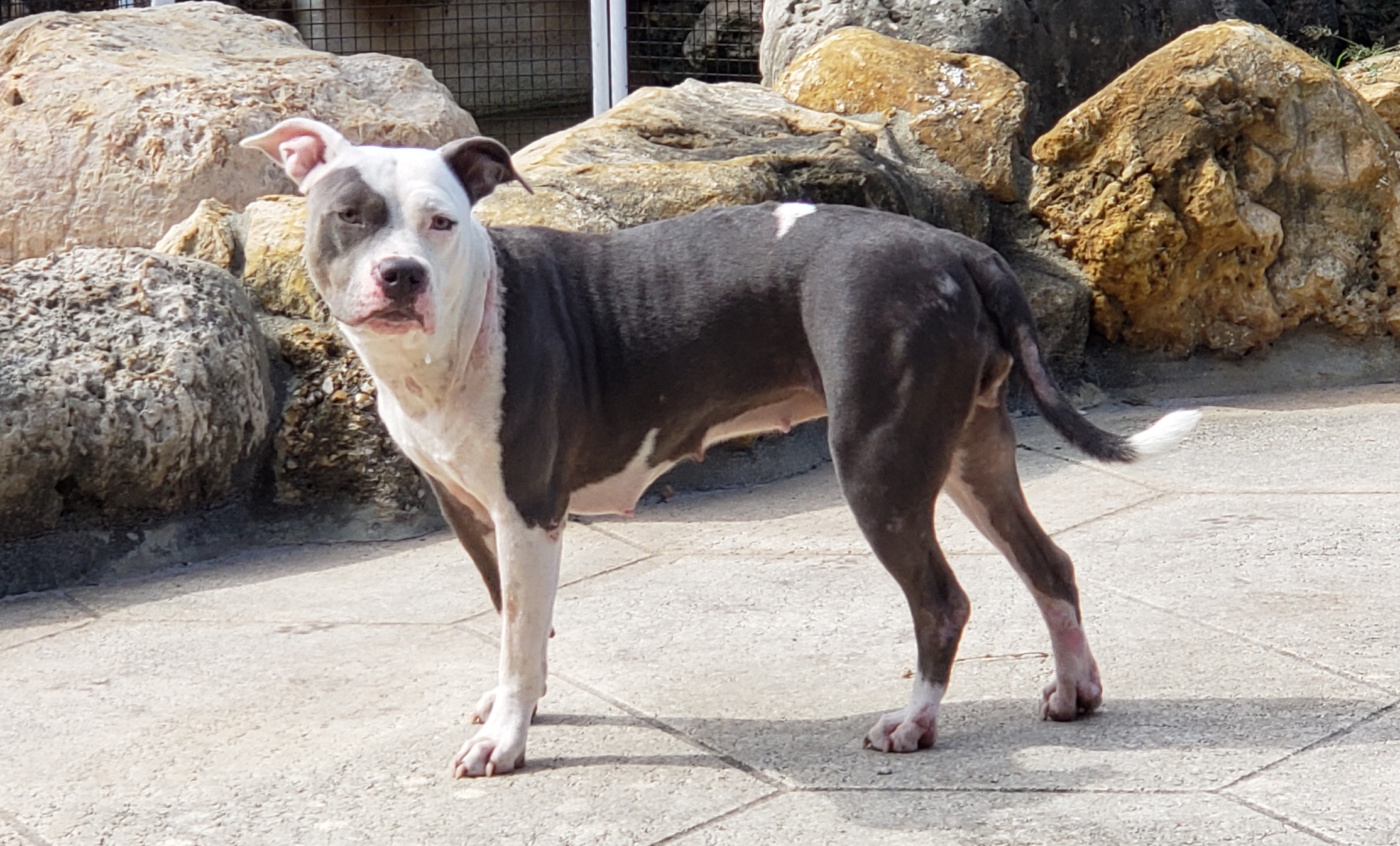 PUELLA PANDA, Adoptable, Adult Female Pit Bull Terrier.