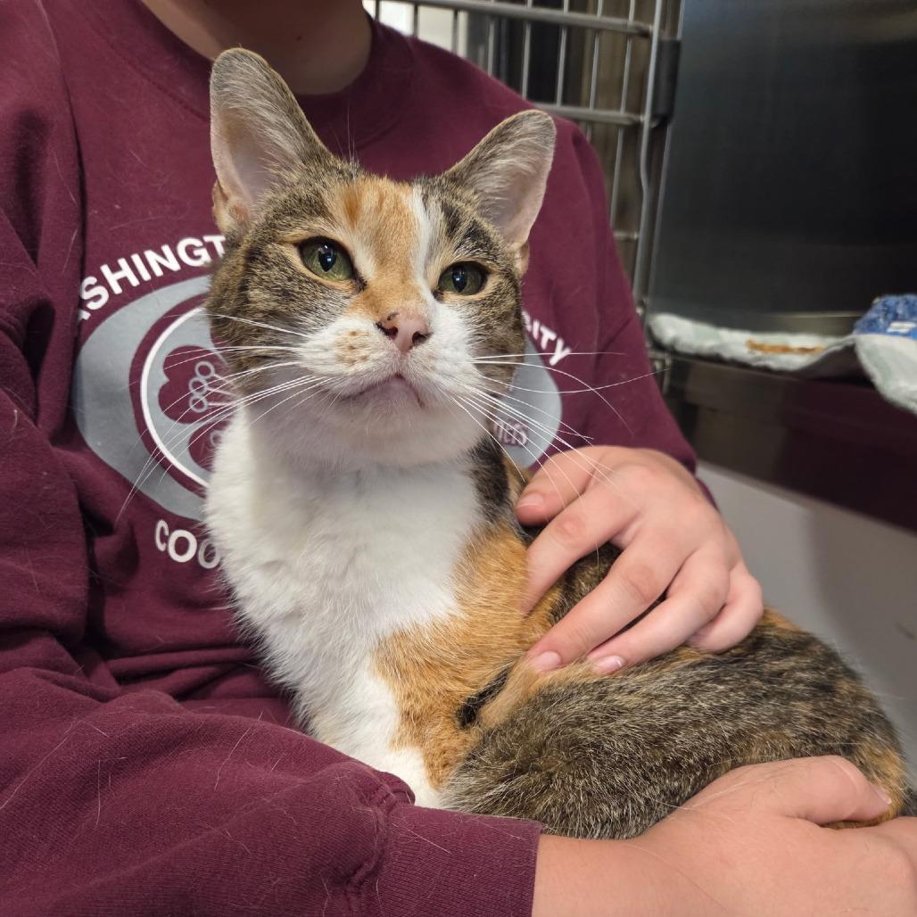 Enlarge Harmony, a Adoptable Domestic Short Hair in Nashville, IN image 1/6
