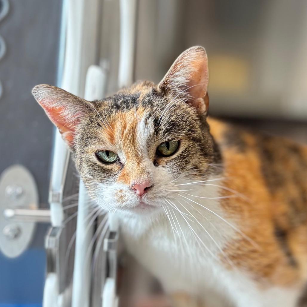 Harmony, a Adoptable Domestic Short Hair in Nashville, IN image 1/3