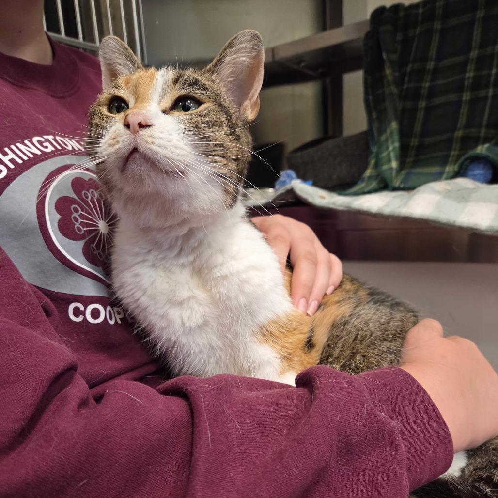 Enlarge Harmony, a Adoptable Domestic Short Hair in Nashville, IN image 3/6