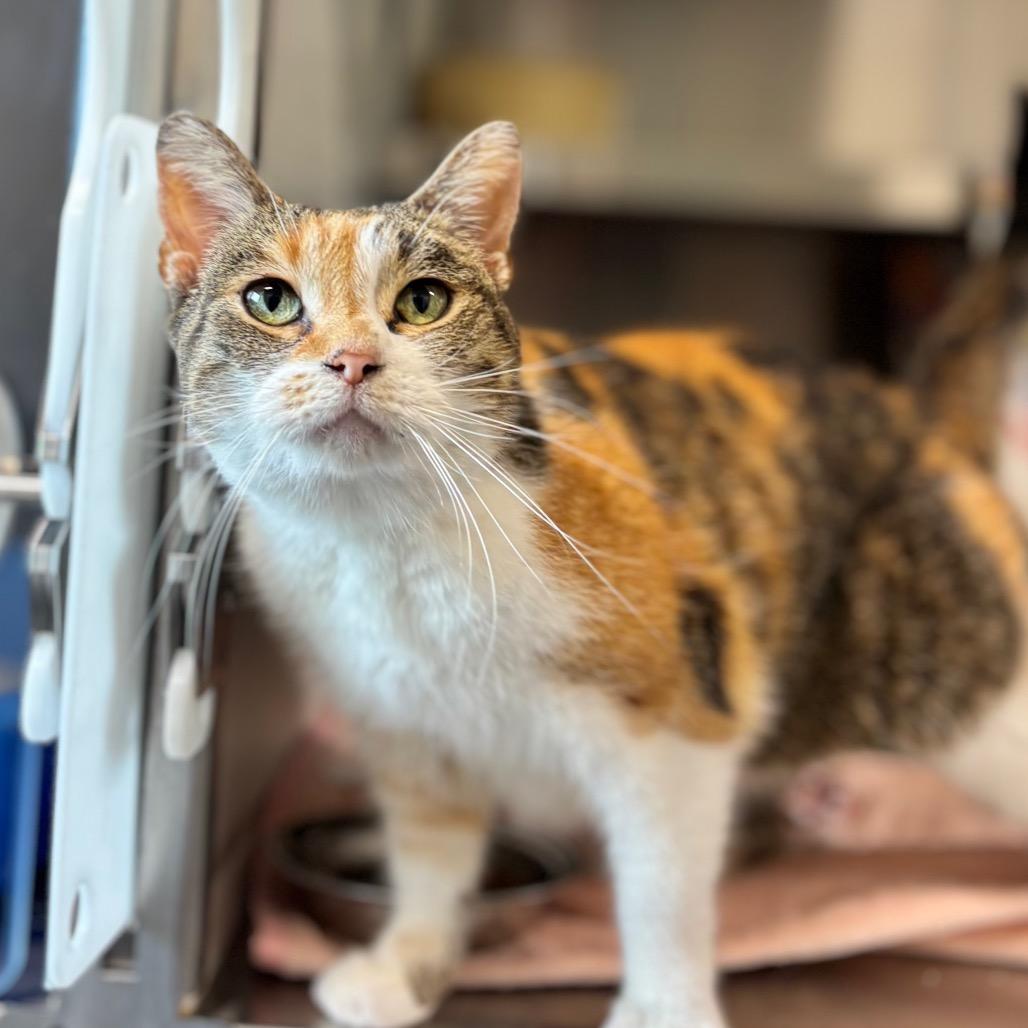 Harmony, a Adoptable Domestic Short Hair in Nashville, IN image 2/3